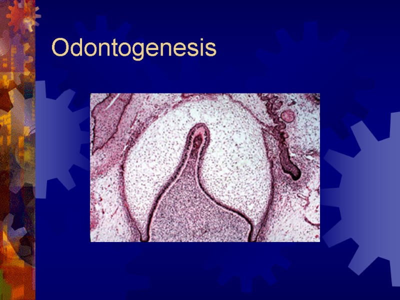 Odontogenesis